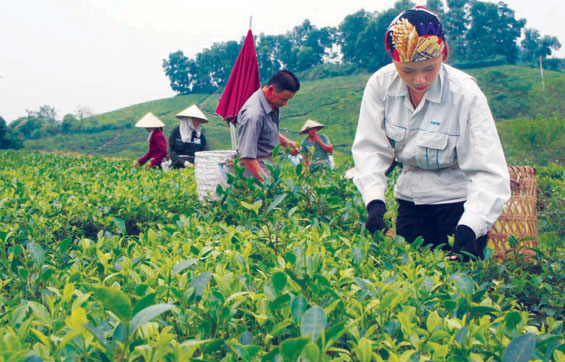 HƯỚNG TỚI FESTIVAL TRÀ THÁI NGUYÊN - VIỆT NAM LẦN THỨ 3, NĂM 2015:Về vùng chè đặc sản Sông Cầu 